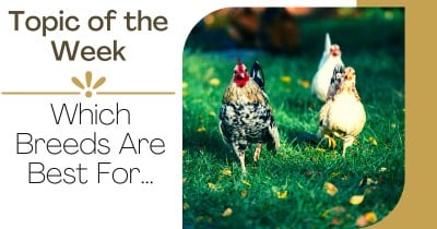 Topic of the Week - Which Breeds Are Best For….