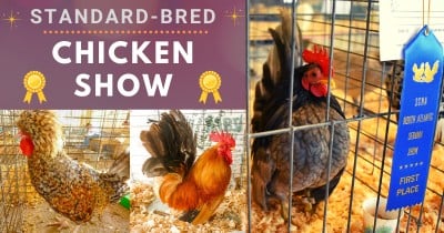 BYC 2022 Summer Fair - Standard-Bred Chicken Show