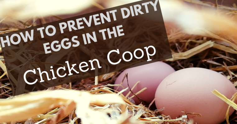 How to prevent dirty eggs in the.png