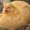 Chicken Girl1