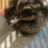 New duck mommy 2021