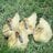 Chipmunk Chicks