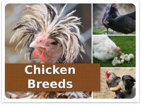 Chicken breeds