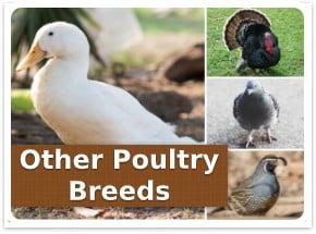 Other poultry breeds